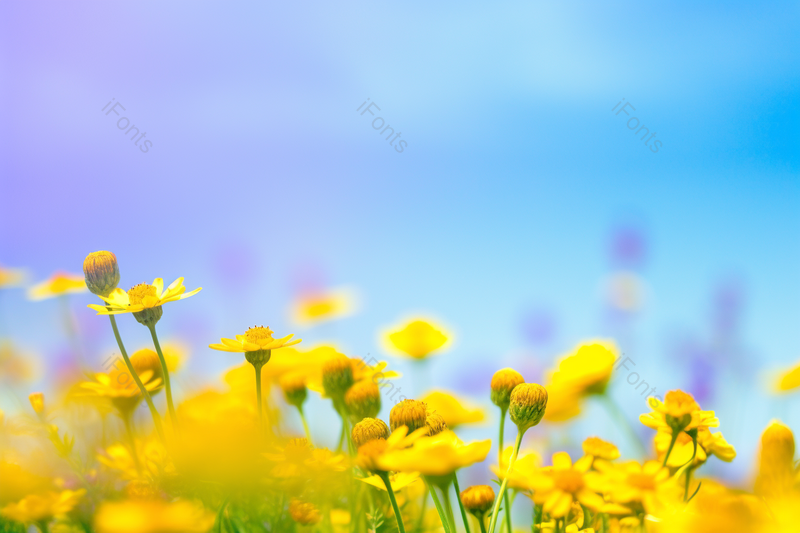 黄色小雏菊夏日小清新花朵蓝天空风景,高清,摄影图,摄影图片,图片大全,摄影图免费下载